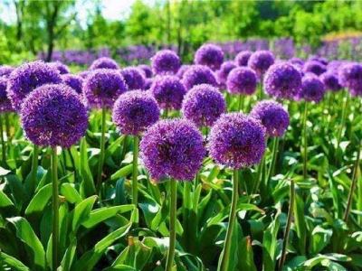 大花蔥種子多長(zhǎng)時(shí)間開花？